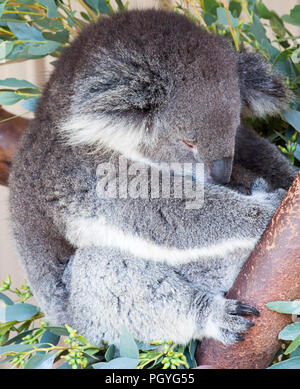 Koala Phascolarctos cinereus, accroché à un arbre Banque D'Images