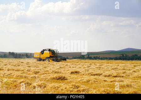 Jaune blé géant de moissonneuse-batteuse ensileuse machine sur l'or des champs de blé en été, Ankara, Turquie Banque D'Images