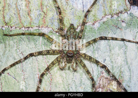 Lichen femelle araignée Huntsman (Panderceres sp.) avec son troisième pied sur son côté droit, fraîchement régénéré, Sandakan Sepilok, Bornéo, Sabah District, M Banque D'Images