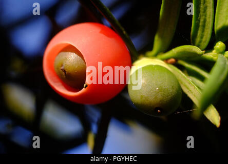 Près d'un arbre d'if berry, ou arille. Banque D'Images