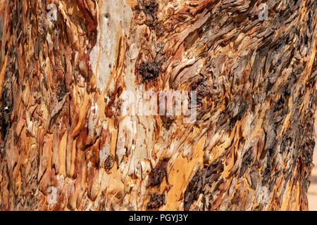 Tronc rugueux de vieille Gomme dans Sandford Rocks réserve naturelle, près de Westonia, WA, Australie Banque D'Images