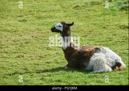 Lama (Lama glama) reposant dans un champ d'herbe au soleil. Le Perthshire, Scotland, UK, FR. Banque D'Images