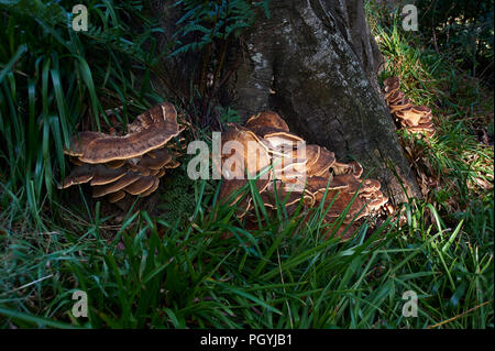 Polypore géant champignon / black-coloration polypore (Meripilus giganteus / Polyporus giganteus) sur l'arbre-souche, Ecosse, UK, FR. Banque D'Images