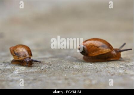 Deux escargots - un petit et un grand - passent l'appareil photo de gauche à droite. Le petit escargot a cessé de regarder la caméra avec curiosité. Banque D'Images