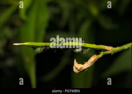 Un groupe de green red-eyed pucerons recueillies sur une branche verte de l'usine telles sap. Isolés contre un vert flou et fond noir. Banque D'Images