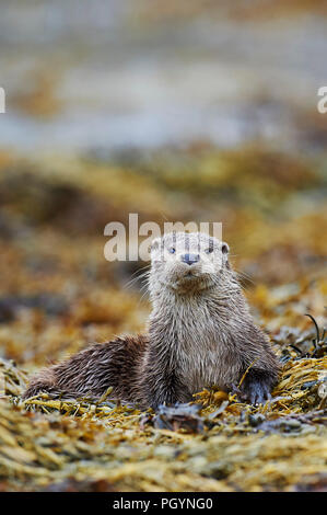 La loutre européenne (Lutra lutra) UK Banque D'Images