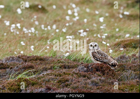 Le hibou des marais, Aseo, flammeius UK Banque D'Images