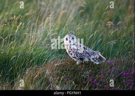 Le hibou des marais, Aseo, flammeius UK Banque D'Images