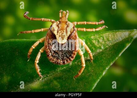 Photographie montrant la vue dorsale d'une femelle de couleur marron et crème tique Amblyomma cajennense (Cayenne) un agent de la fièvre pourprée des montagnes (RMSF) en équilibre sur la lame verte d'une plante, l'image de courtoisie CDC/Dr Christopher Paddock, 2008. () Banque D'Images