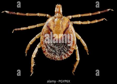 Photographie montrant la vue dorsale d'une femelle de couleur marron et crème tique Amblyomma cajennense (Cayenne) un agent de la fièvre pourprée des montagnes (RMSF) sur un fond noir, l'image de courtoisie CDC/Dr Christopher Paddock, 2008. () Banque D'Images