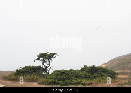 Feuillage épais et cypress tree développe à Bodega Head près de Bodega Bay, Californie, USA. Banque D'Images