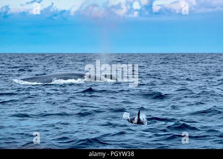 Un petit dauphin commun s'approche d'un grand rorqual bleu Banque D'Images