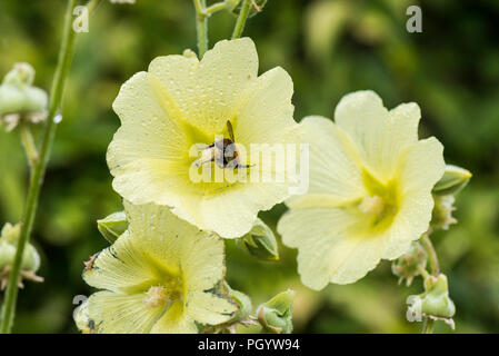 Un bourdon sur une rose trémière Alcea rugosa (Russe) Banque D'Images