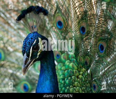 Oiseau paon close up affichant son beau et coloré bleu et vert avec queue plumage. taches oculaires Banque D'Images