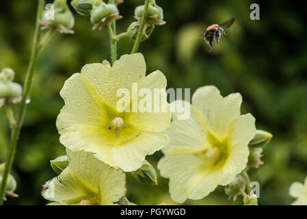 Un bourdon s'envoler d'une fédération (rose trémière Alcea rugosa) Banque D'Images