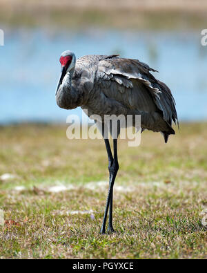 La grue par le waterenjoying son environnement. Banque D'Images