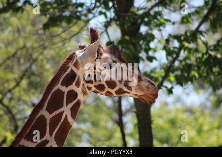 Portrait d'une girafe de la tête et le cou Banque D'Images