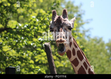 Girafe faisant un visage étrange Banque D'Images