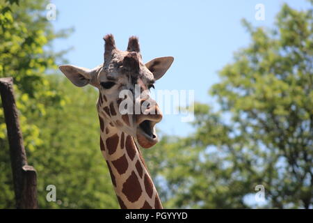 Girafe faisant un visage étrange Banque D'Images