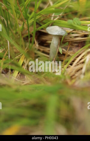 Corps de petits fruits de l'odora Clitocybe, également connu sous le nom de l'anis toadstool. Banque D'Images