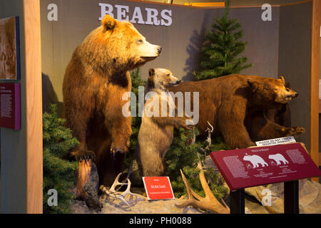 Affichage de l'ours, du poisson et de la faune, Centre des visiteurs du parc d'État géant Springs, Montana Banque D'Images