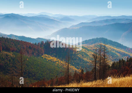 Plusieurs morts parmi les collines de pins séchées smoky mountain range couverts en orange et jaune, vert forêt de feuillus pins sous le bleu ciel sans nuages Banque D'Images