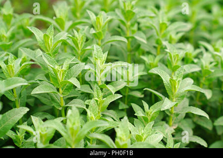 Menthe fraîche croissant dans jardin Banque D'Images