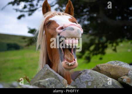 Un cheval de rire, je suis venu à travers quelque part au Pays de Galles. Banque D'Images