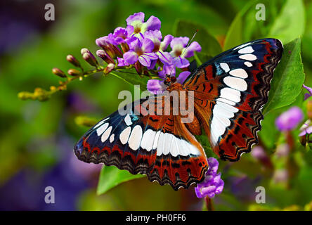 Papillon Orange le commandant ou Moduza procris sur les fleurs violettes de berry pigeon ou duranta erecta avec arrière-plan flou vert Banque D'Images