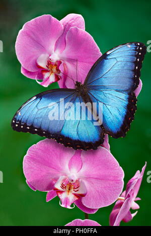 Blue Morpho butterfly ou une orchidée fleur rose avec un fond vert. L'on retrouve surtout en Amérique du Sud, le Mexique et l'Amérique centrale. Banque D'Images