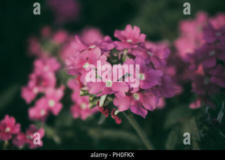 L'abronie rose des fleurs. Verveine. Floral background. Des fleurs de jardin. Fleurs roses. Banque D'Images