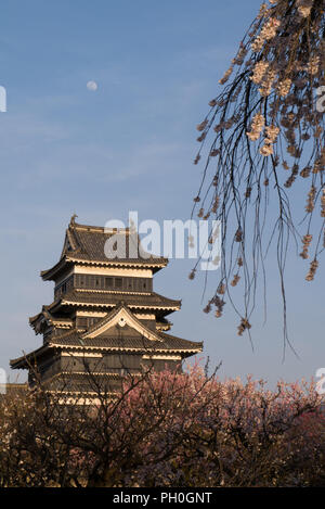 Château de Matsumoto dans l'arrière-plan avec une fleur de cerisier au premier plan sur la droite sur un après-midi de printemps Banque D'Images