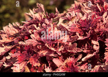 Sydney, Australie, rouge et orange de l'usine de Coleus feuilles Banque D'Images