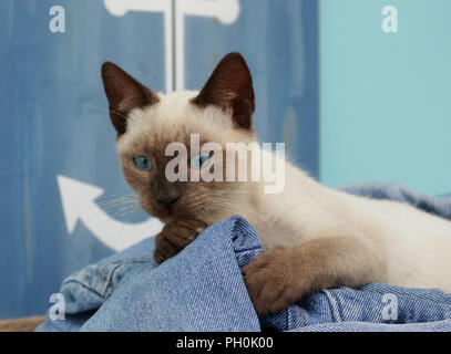 Les jeunes thai cat, 3 mois, seal point, allongé sur un jeans Banque D'Images
