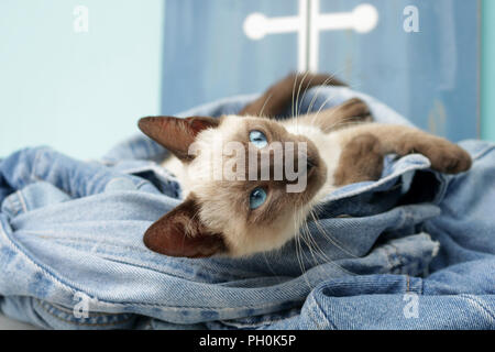 Les jeunes thai cat, 3 mois, seal point, allongé sur un jeans Banque D'Images