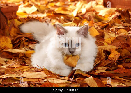 Les jeunes, chat birman blue point, couché dans les feuilles d'automne avec un congé dans sa bouche Banque D'Images