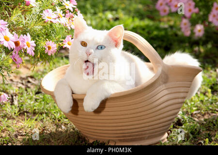 Chat blanc, odd eyed, couché dans un pot de fleur et donner un bâillement Banque D'Images