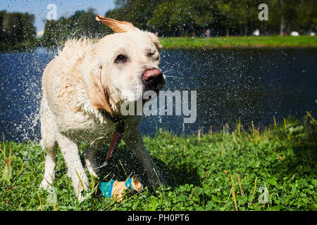 Funny dog secouer l'eau Banque D'Images