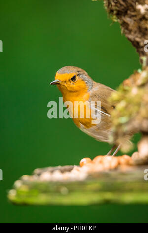 Robin, jeune, jeune Robin Redbreast peeping au coin d'une table d'oiseaux, à la recherche de nourriture. Portrait. Nom scientifique : Erithacus rubecula aux abords Banque D'Images