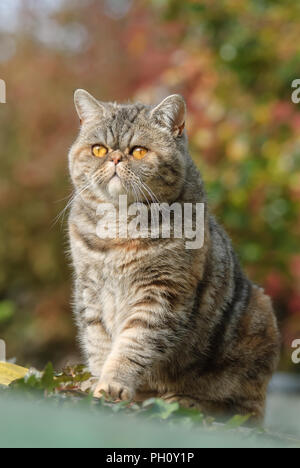 Exotic Shorthair cat, un Persan à poil court avec un nez et le visage, assis et regarder curieusement le jardin d'automne, Allemagne Banque D'Images