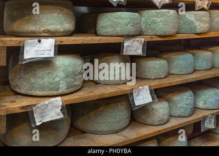 Entrepôt de fromages pecorino mildewing Banque D'Images