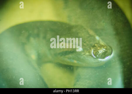 Anaconda serpent dans l'eau. Anacondas sont un groupe de grands serpents du genre Eunectes. Ils sont de grands serpents trouvés dans les régions tropicales de l'Amérique du Sud. Banque D'Images