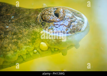 Nez de l'eau salée ou estuariens Crocodile (Crocodylus porosus) dans l'eau Banque D'Images