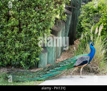 Oiseau paon afficher ses belles couleurs et son plumage bleu et vert avec queue. taches oculaires Banque D'Images