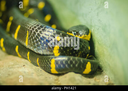 Boiga dendrophila effrayant, communément appelé le serpent de mangrove ou d'or-ringed cat serpent, est une espèce de de colubridé Asie du sud-est. Banque D'Images