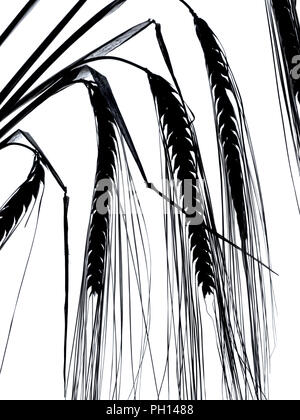L'orge mûr oreilles motif en noir et blanc Banque D'Images