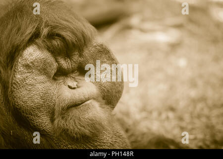 Close up sur la face du mâle dominant, orang-outan (Pongo pygmaeus) avec la signature développé joue tampons qui surgissent en réponse à un rapport de testostérone Banque D'Images