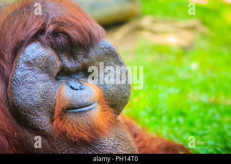 Close up sur la face du mâle dominant, orang-outan (Pongo pygmaeus) avec la signature développé joue tampons qui surgissent en réponse à un rapport de testostérone Banque D'Images