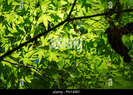 Acer palmatum, communément connu sous le nom de l'érable palmé, érable japonais ou lisse d'érable japonais Banque D'Images