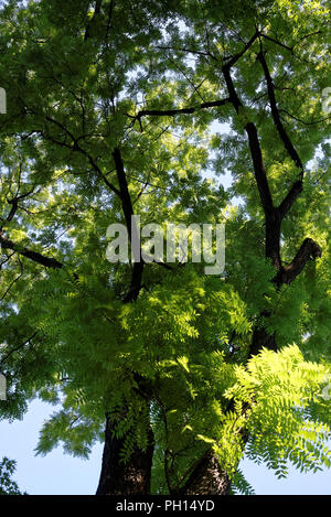 Juglans nigra, le noyer noir, l'Est est une espèce d'arbre à feuilles caduques dans la famille de noix. Banque D'Images